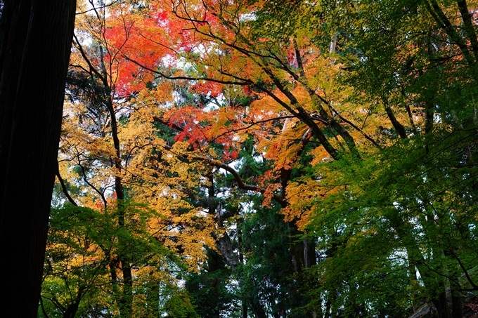 法常寺_紅葉_2022　No12