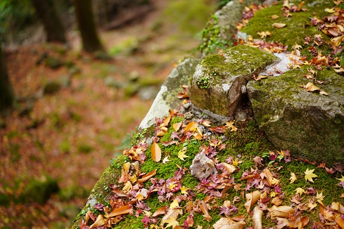 法常寺_紅葉_2022　No13