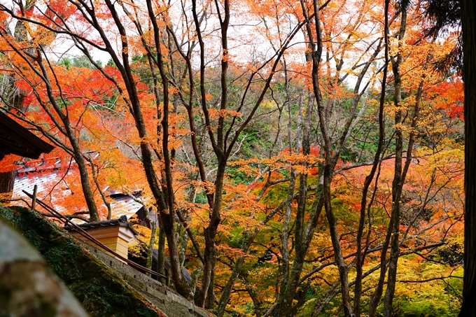 法常寺_紅葉_2022　No14