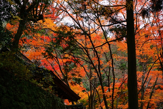 法常寺_紅葉_2022　No15