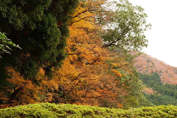 法常寺_紅葉_2022　No17