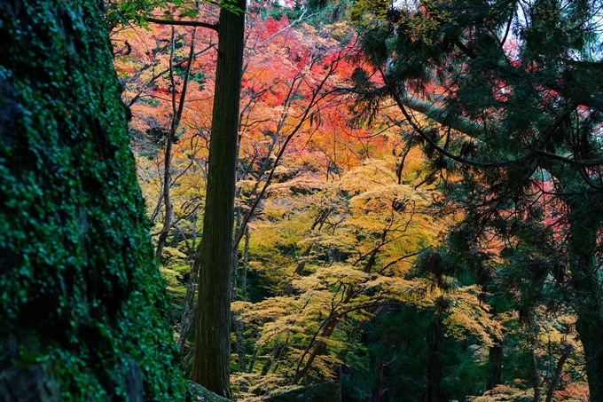 法常寺_紅葉_2022　No20