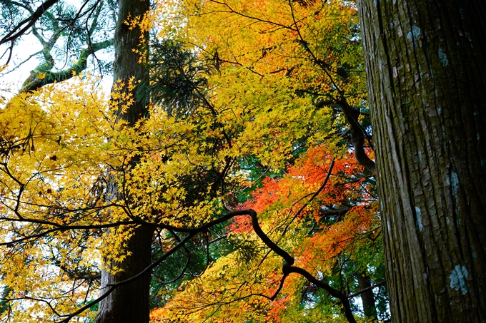 法常寺_紅葉_2022　No21