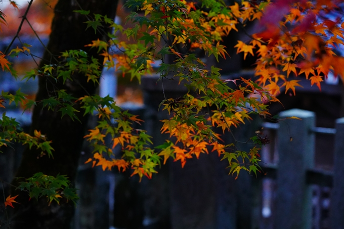 桑田神社_紅葉_2022　No14