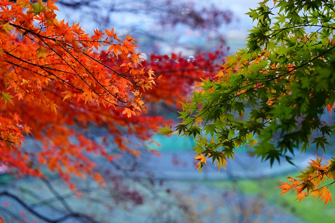 桑田神社_紅葉_2022　No8