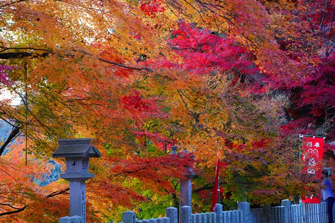 桑田神社_紅葉_2022　No11