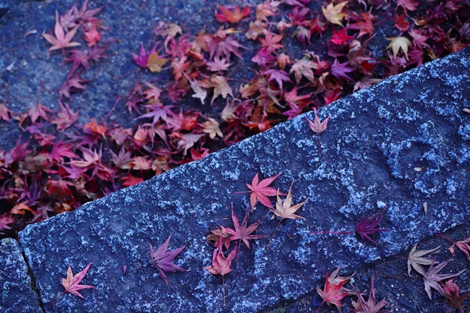 桑田神社_紅葉_2022　No15