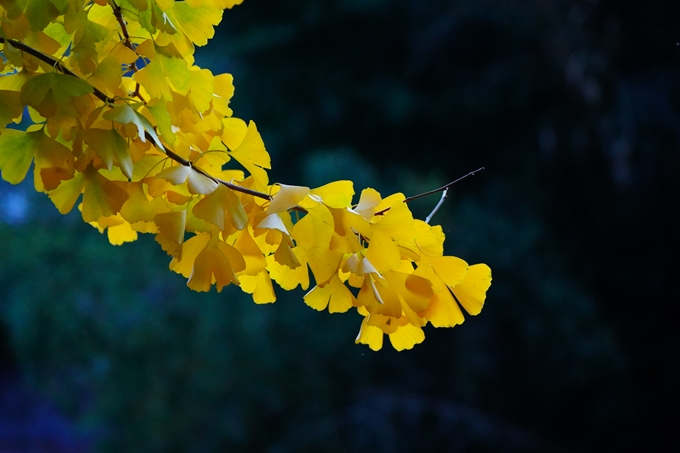 桑田神社_紅葉_2022　No9