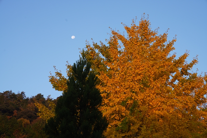 千手寺_雲海_日の出_紅葉　No6