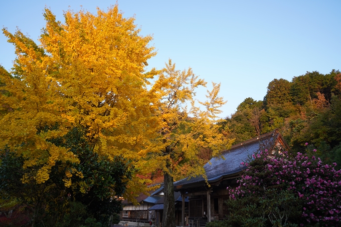 千手寺_雲海_日の出_紅葉　No7