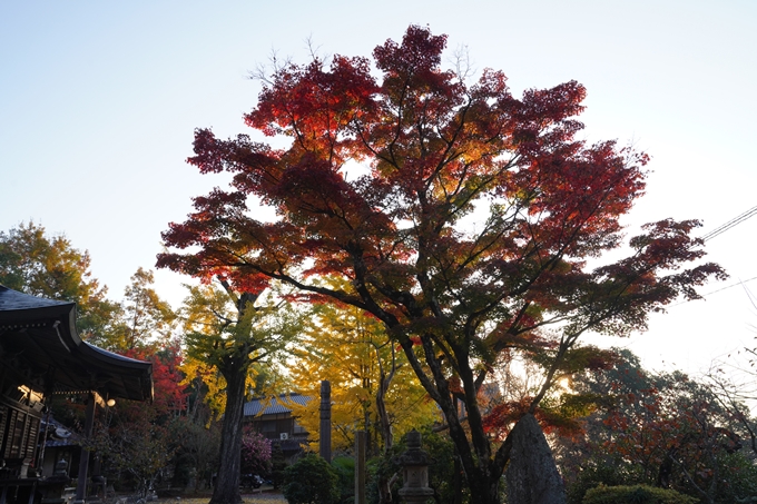 千手寺_雲海_日の出_紅葉　No14