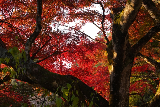 千手寺_雲海_日の出_紅葉　No15