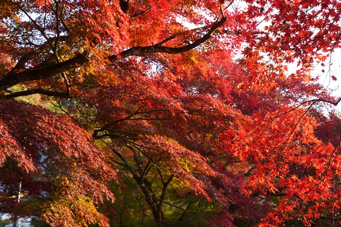 千手寺_雲海_日の出_紅葉　No17