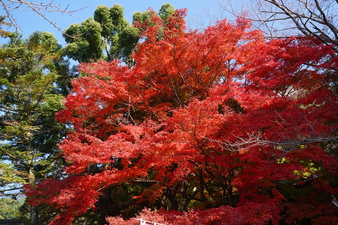 出雲大神宮_紅葉_2022　No8