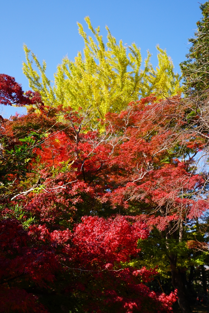 出雲大神宮_紅葉_2022　No12