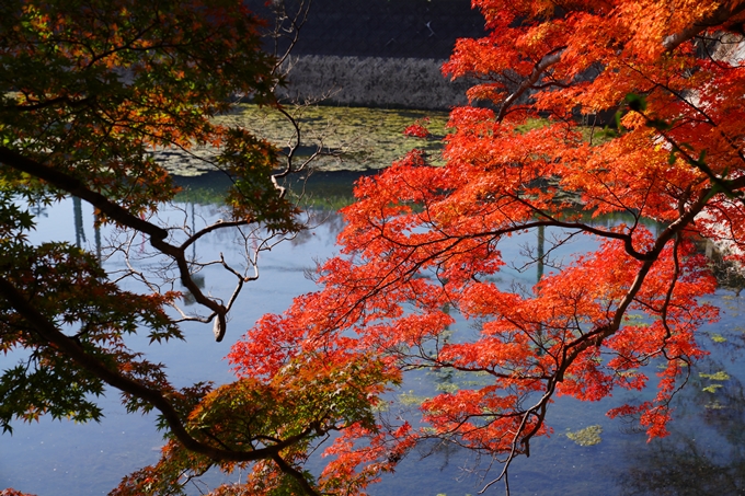 出雲大神宮_紅葉_2022　No13