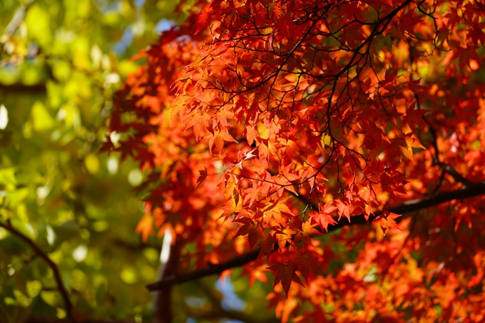 出雲大神宮_紅葉_2022　No15