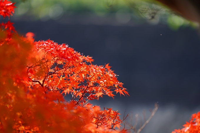 出雲大神宮_紅葉_2022　No16