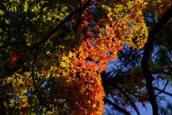 出雲大神宮_紅葉_2022　No21