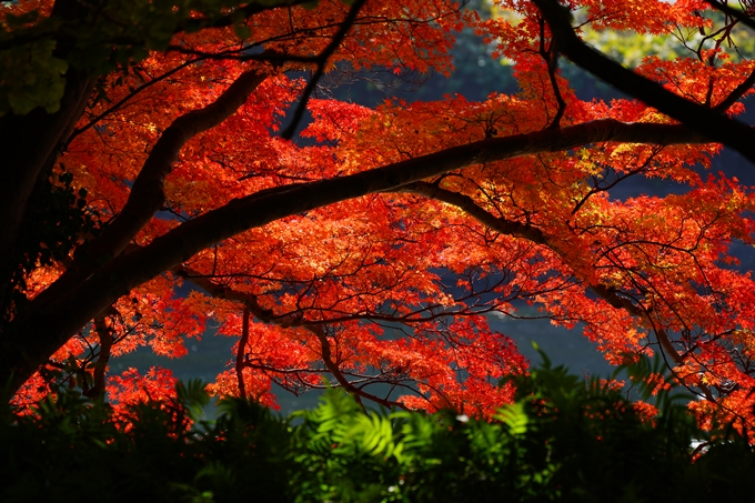 出雲大神宮_紅葉_2022　No22