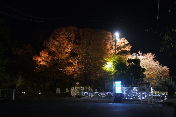 京都府立植物園_紅葉ライトアップ_2022　No2