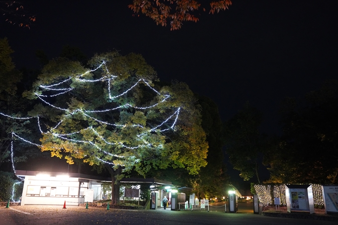 京都府立植物園_紅葉ライトアップ_2022　No3