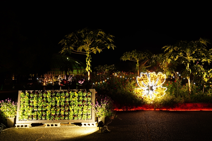 京都府立植物園_紅葉ライトアップ_2022　No4