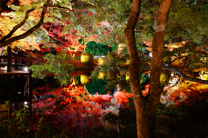 京都府立植物園_紅葉ライトアップ_2022　No7