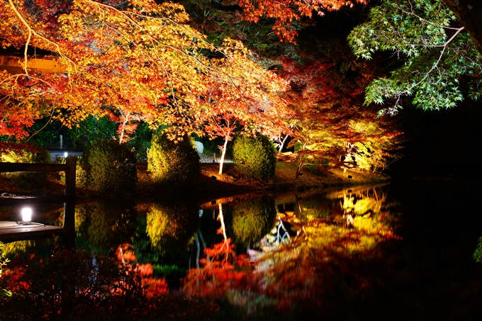 京都府立植物園_紅葉ライトアップ_2022　No8