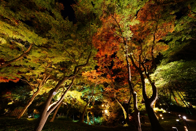 京都府立植物園_紅葉ライトアップ_2022　No9