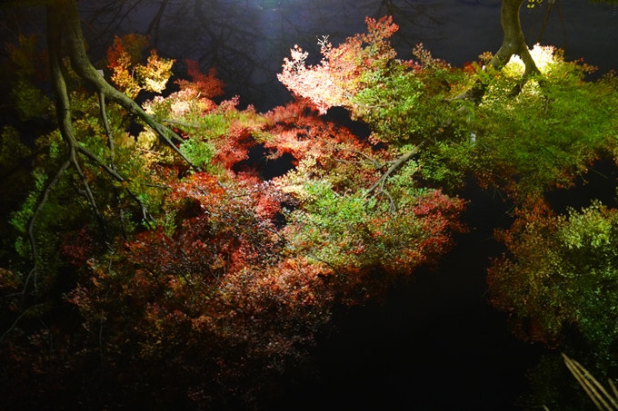 京都府立植物園_紅葉ライトアップ_2022　No14