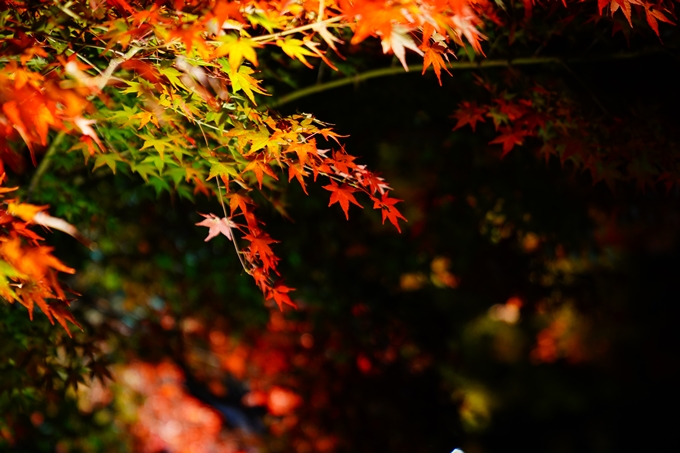 京都府立植物園_紅葉ライトアップ_2022　No15