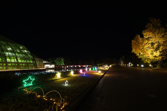 京都府立植物園_紅葉ライトアップ_2022　No16