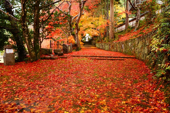 苗秀寺_雨_紅葉　No3