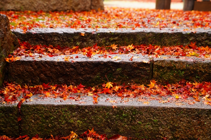 苗秀寺_雨_紅葉　No5