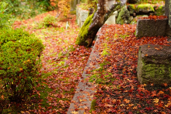 苗秀寺_雨_紅葉　No6