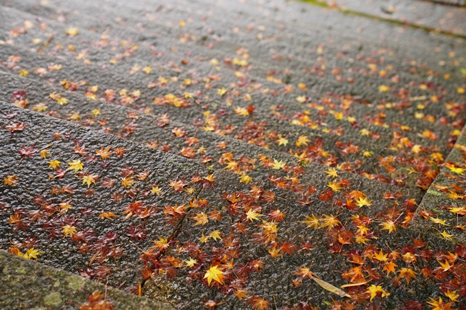 苗秀寺_雨_紅葉　No7