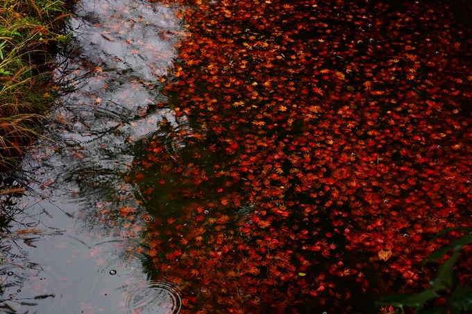 苗秀寺_雨_紅葉　No10