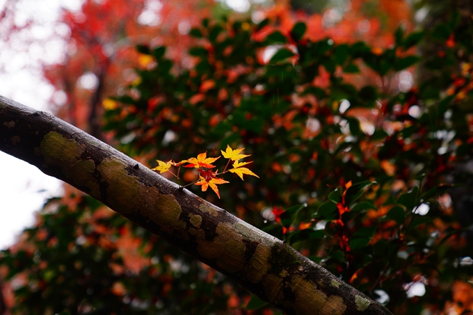 苗秀寺_雨_紅葉　No11