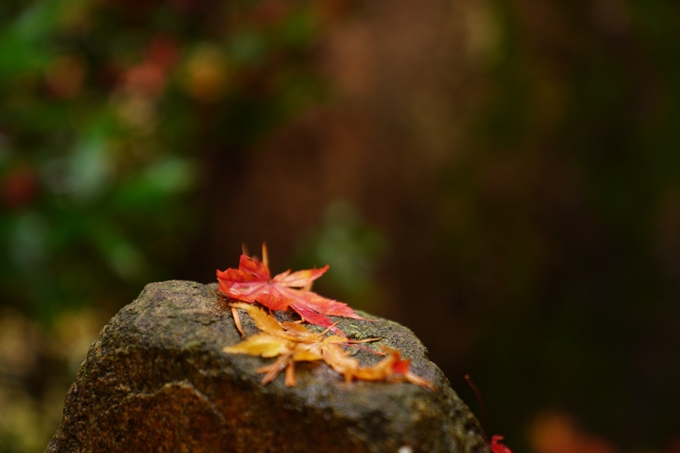 苗秀寺_雨_紅葉　No12