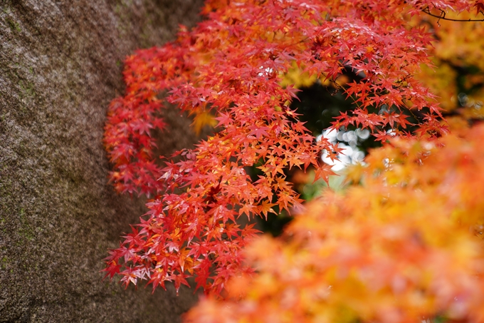 苗秀寺_雨_紅葉　No13