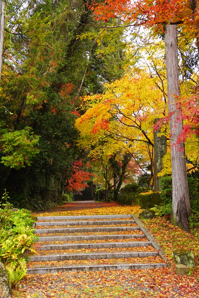 龍潭寺_紅葉_雨_2022　No2