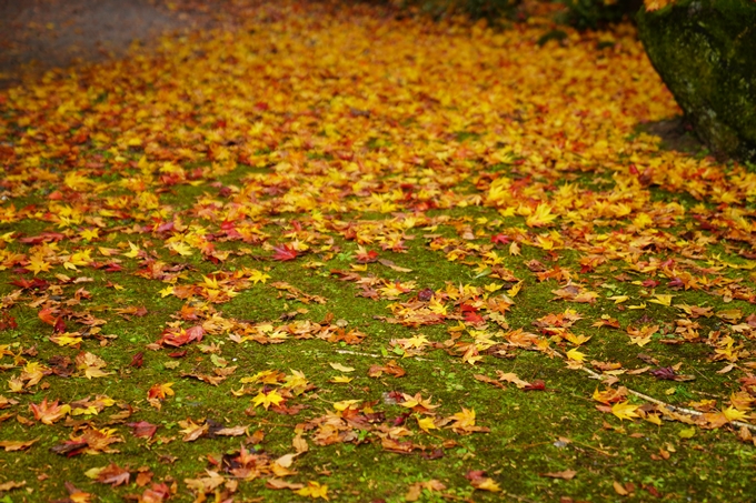 龍潭寺_紅葉_雨_2022　No3