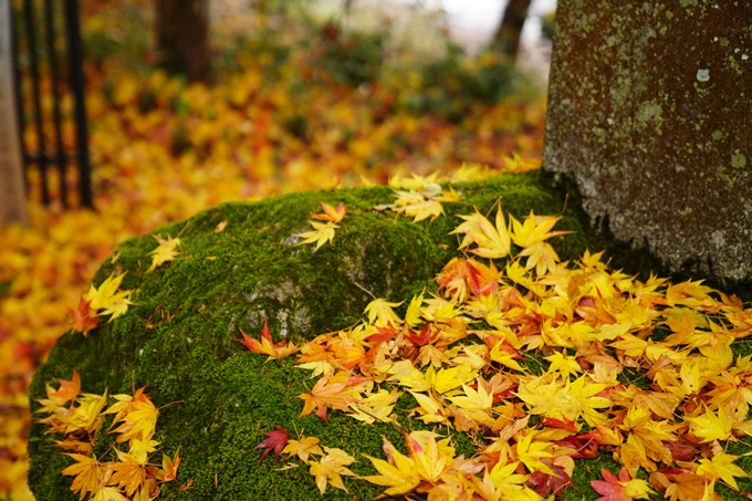 龍潭寺_紅葉_雨_2022　No4