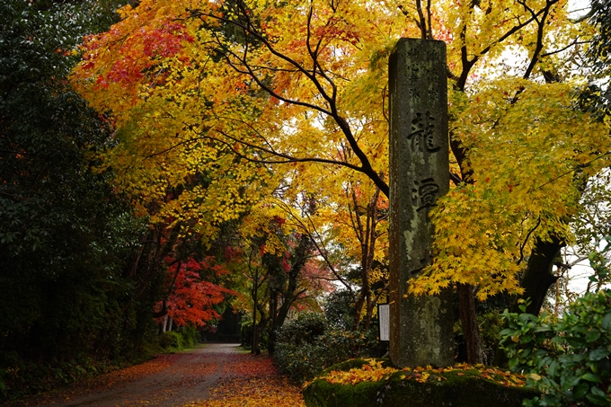 龍潭寺_紅葉_雨_2022　No5