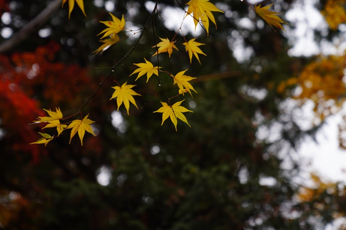 龍潭寺_紅葉_雨_2022　No6