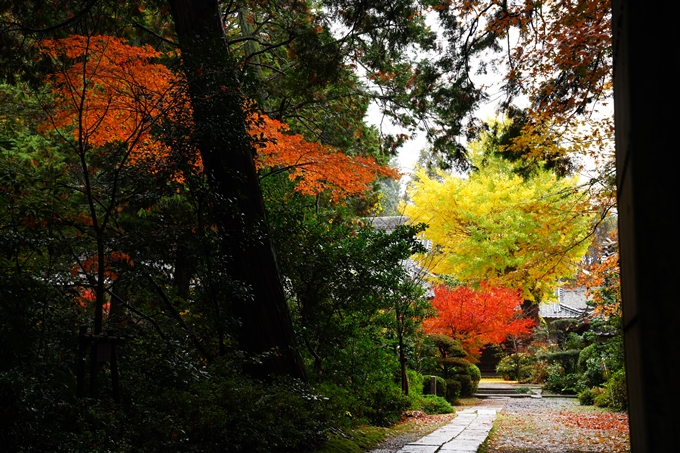 龍潭寺_紅葉_雨_2022　No8