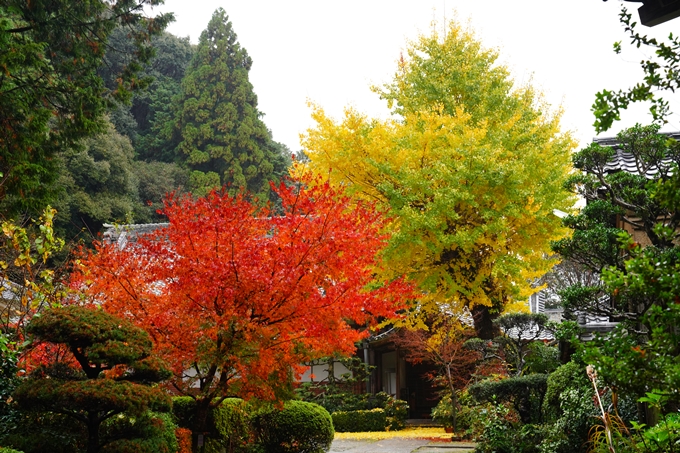 龍潭寺_紅葉_雨_2022　No9