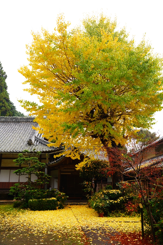 龍潭寺_紅葉_雨_2022　No10