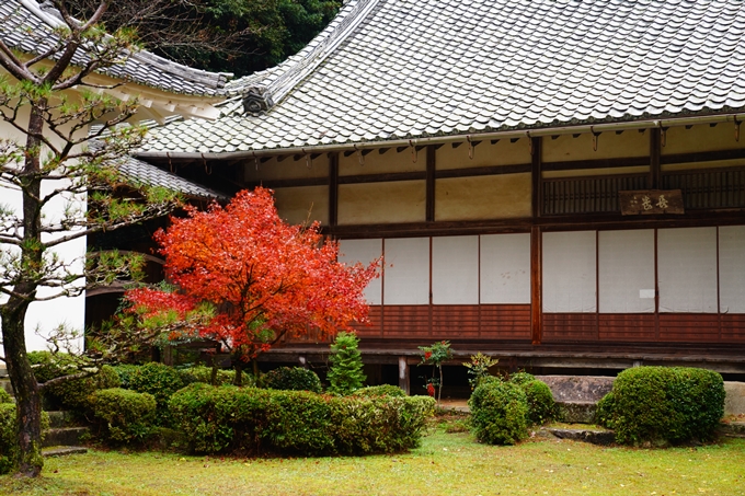 龍潭寺_紅葉_雨_2022　No13